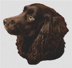 Boykin Spaniel (image for) Boykin Spaniel